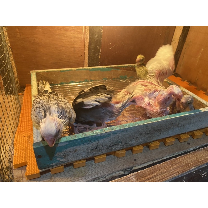 baby burung falk lolohan burung parkit australia
