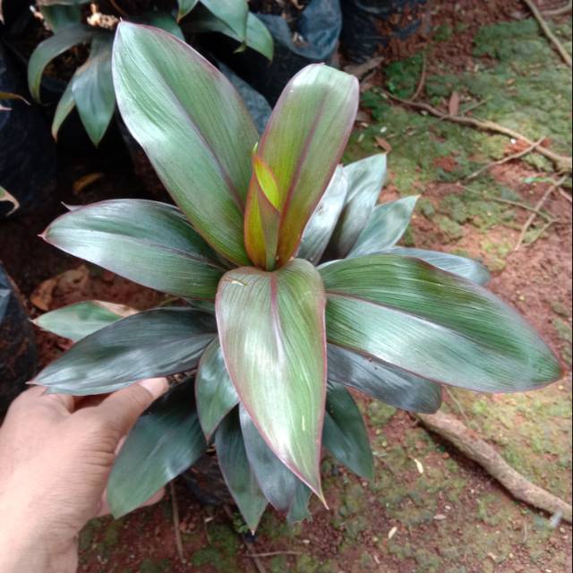 Tanaman hias hanjuang merah mini andong kemoceng mini Tanaman hias hanjuang merah mini andong kemoceng mini