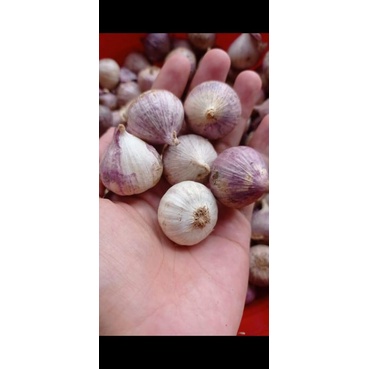 

Bawang putih tunggal