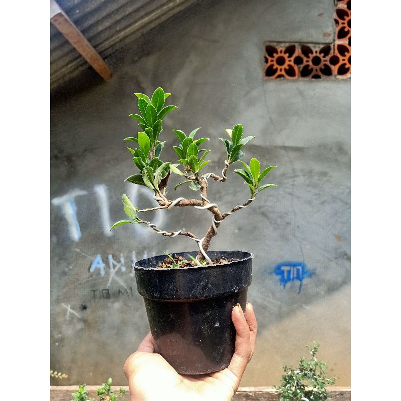 bonsai bringin elegan - bonsai ficus