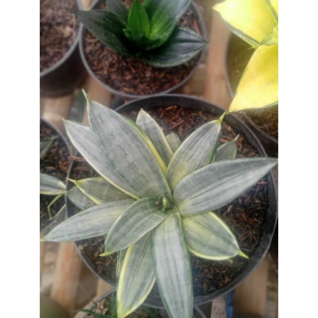 Sansevieria silver cream