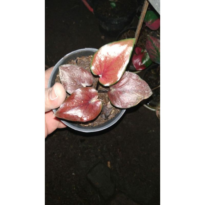Caladium Red Stone