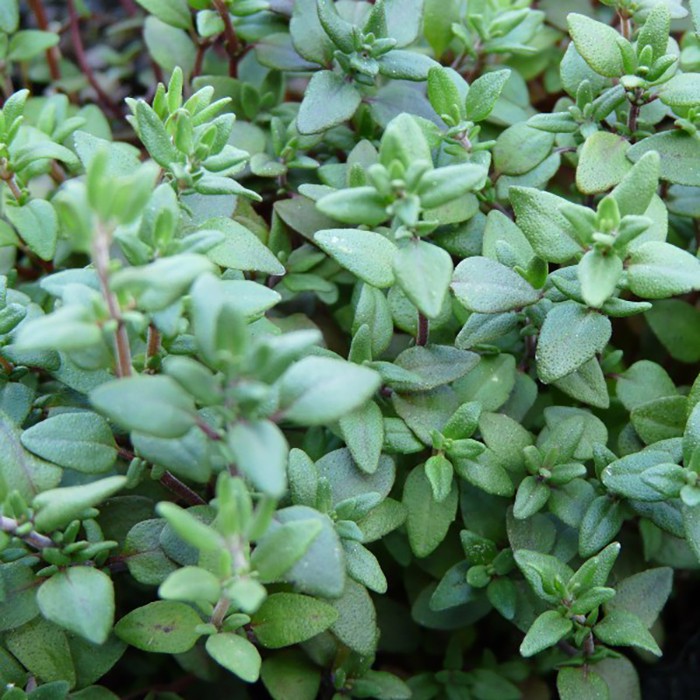 Benih-Bibit Herb Thyme (Haira Seed)