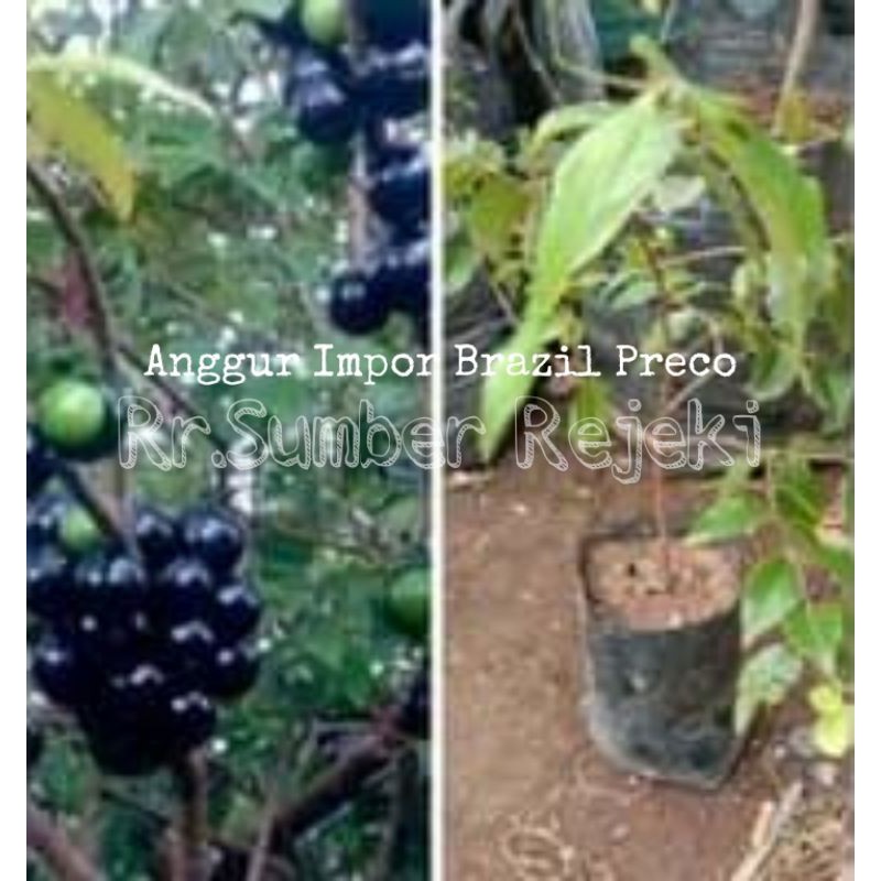 Bibit Anggur Brazil Preco