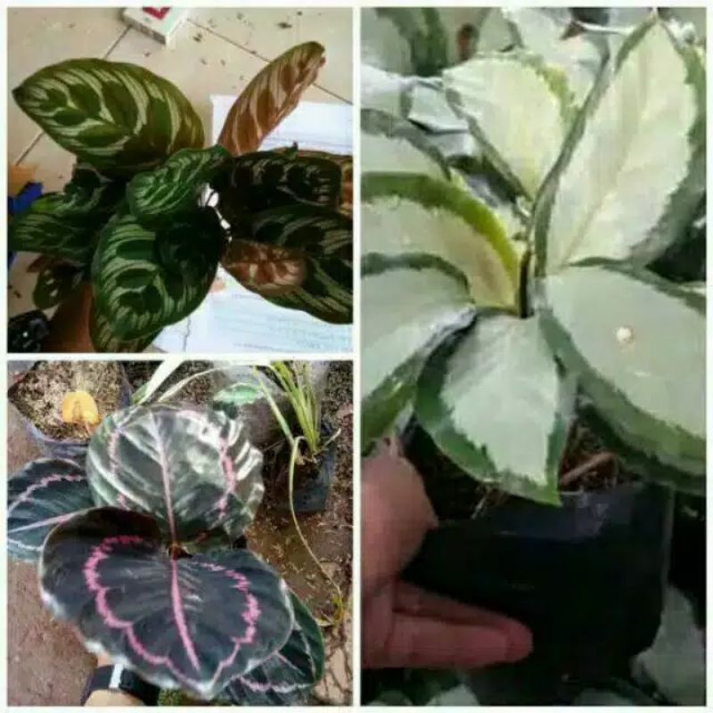 paket 3 tanaman hias calathea - tanaman calathea