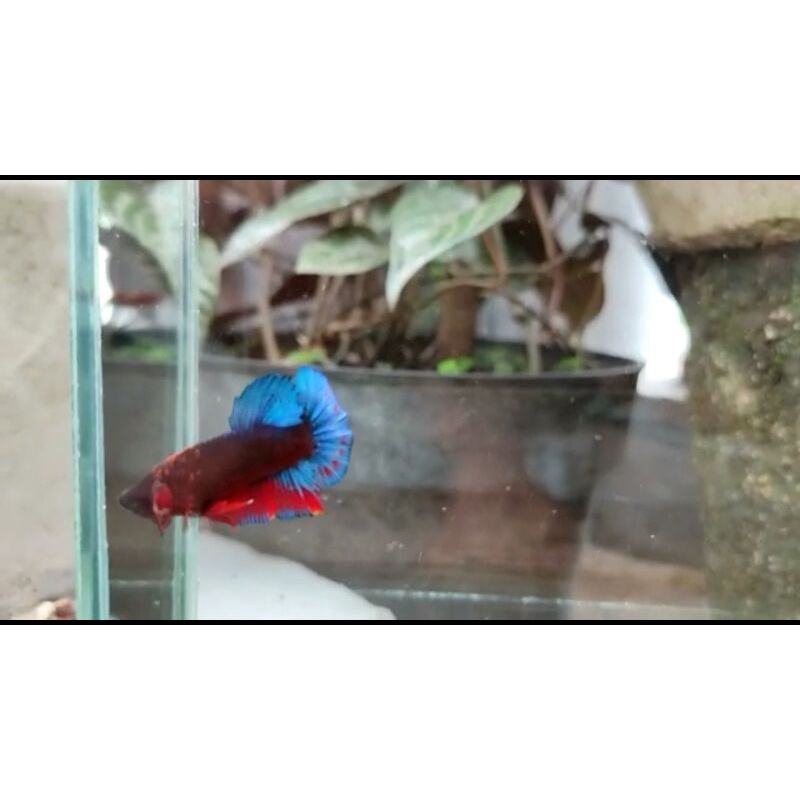 HELLBOY BLUE TAIL