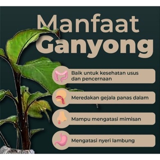 Jual Tanaman Ganyong Bibit Tanaman Ganyong Pohon Ganyong Umbi Ganyong Shopee Indonesia