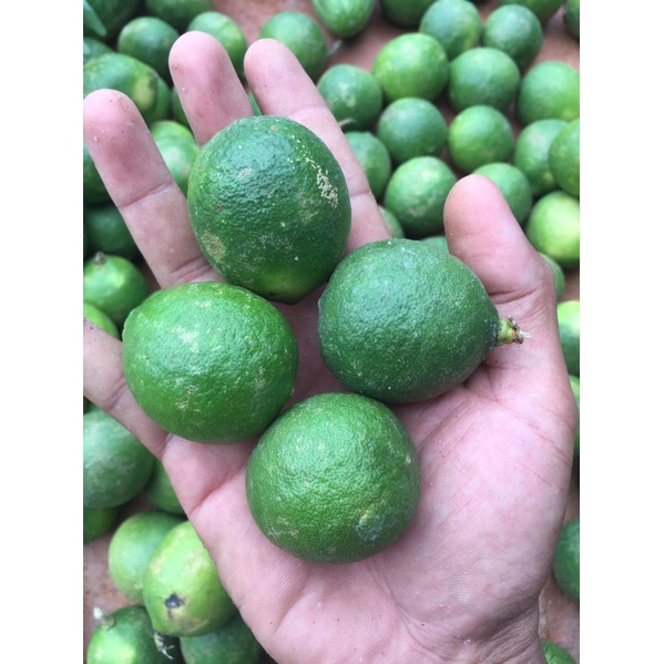 

Jeruk nipis medan 1 kg