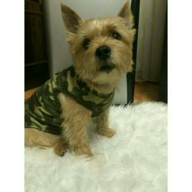 kostum army baju tshirt anjing kucing tentara