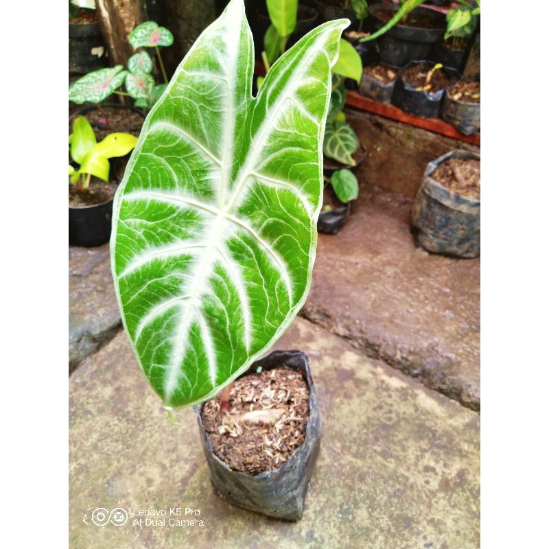 Alokasia Longiloba / Alocasia Longiloba