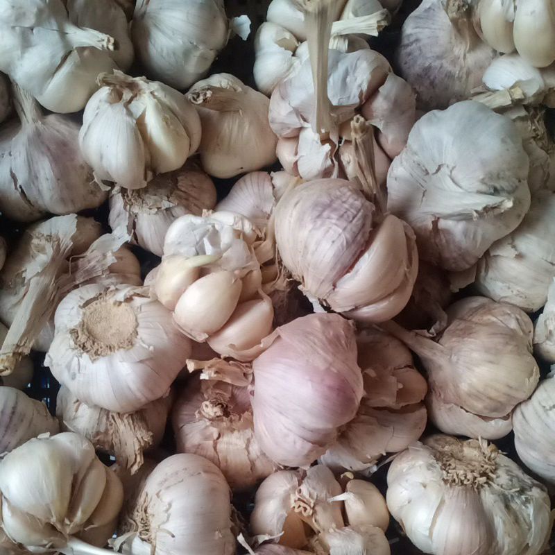 

Bawang Putih Biasa/Honam Kotor 1 kilo Fresh.