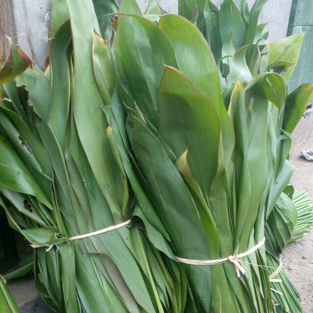 

Bahan bungkus bacang/bakcang 1kg daun hanjuang/hanyuang/andong segar siap petik