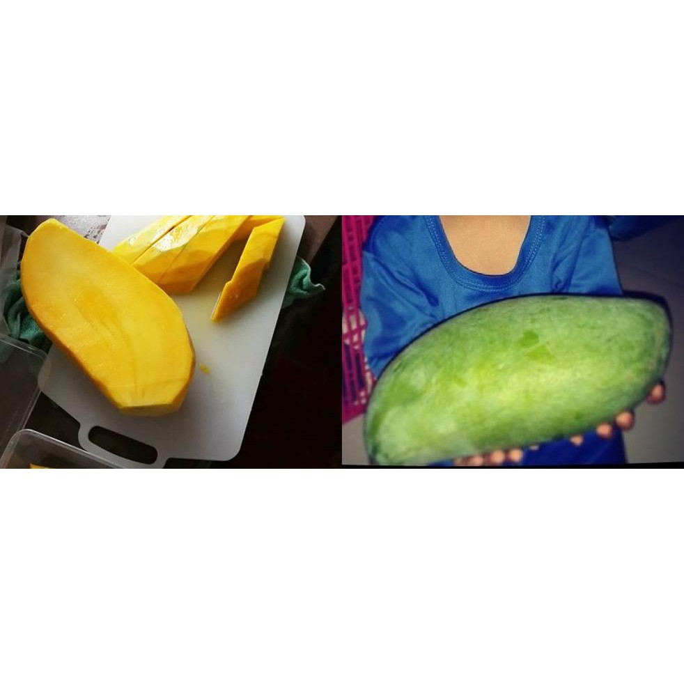 Super Bibit Mangga Mahatir - Bibit Buah Mangga Mahatir - Bibit Buah Purworejo @_#