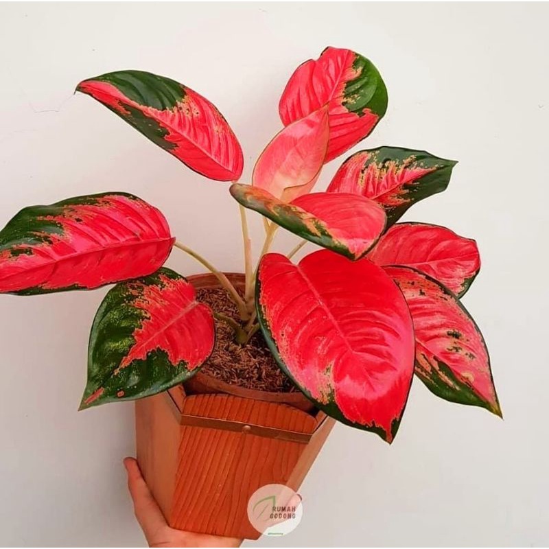 Aglonema Kochin Red Paramruay Remaja | Tanaman Hias Bunga Aglonema Kochin Paramuai Merah Remaja | Bu