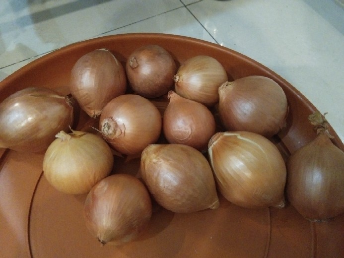 Bawang Bombay 1kg Import Newzealand Termurah