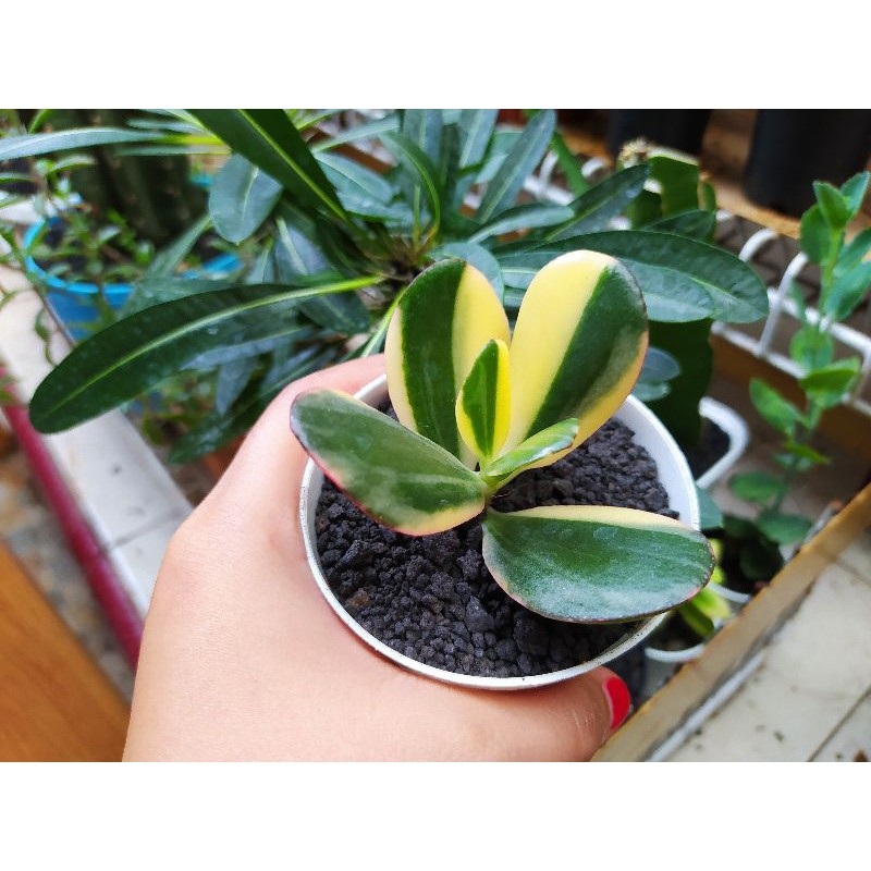Jade plant variegata