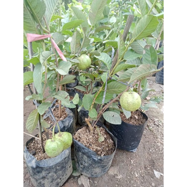 Bibit Jambu Kristal Sudah Berbuah Terlaris