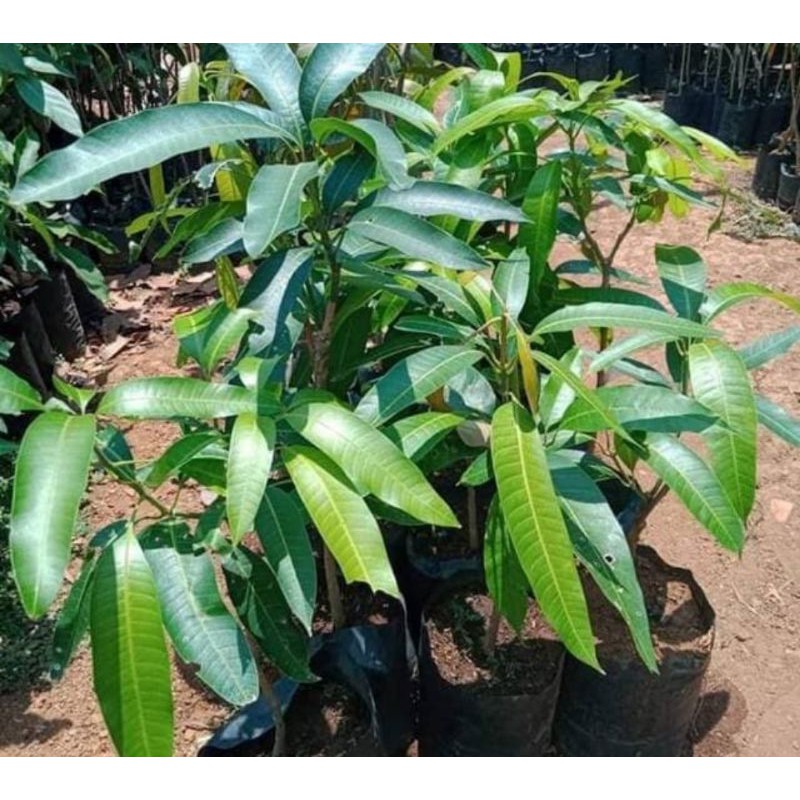 bibit mangga yuwen | pohon mangga yuwen