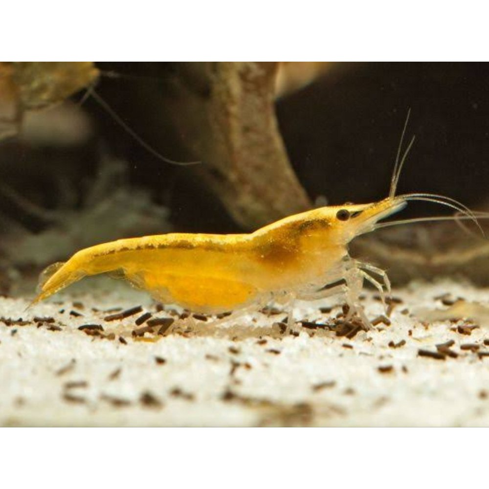 

YELOW FIRE SHRIMP Grosir