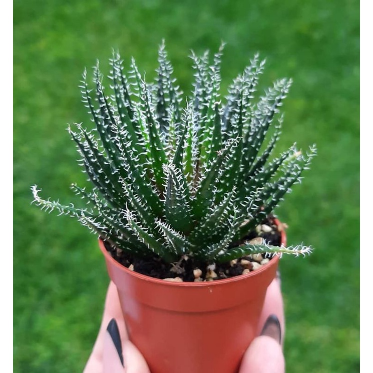 Aloe Haworthioides Unik