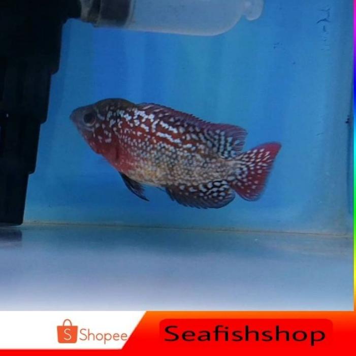 Ikan Lohan/Louhan Kamfa F2 5-7CM (COD)