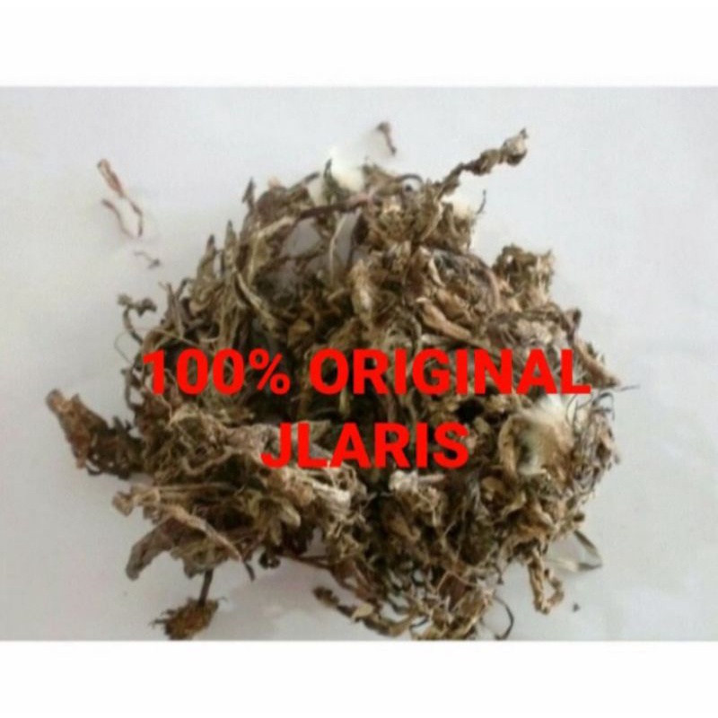 

Pu Gong ying 100gram - Teh Dabdelion Herbal tea Diuretik Ginjal Liver