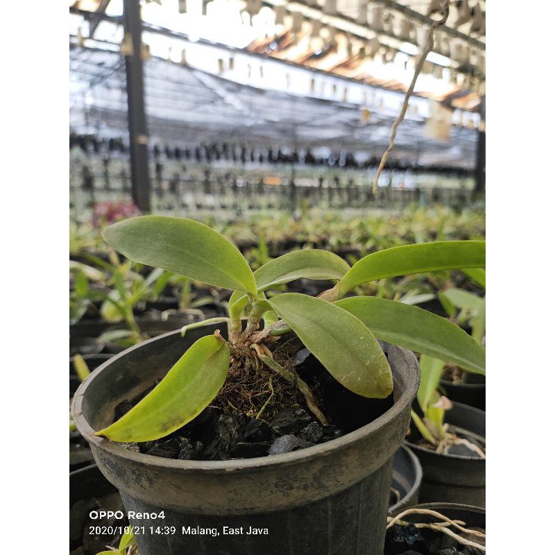 Anggrek Cattleya Remaja