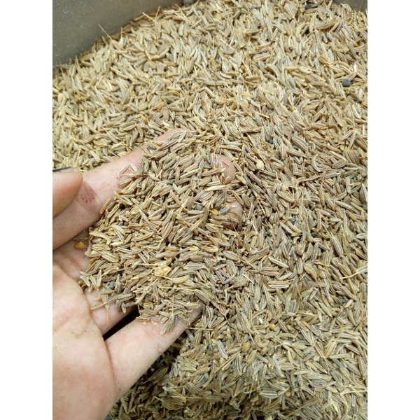 JINTAN PUTIH /JINTEN ASLI 1KG