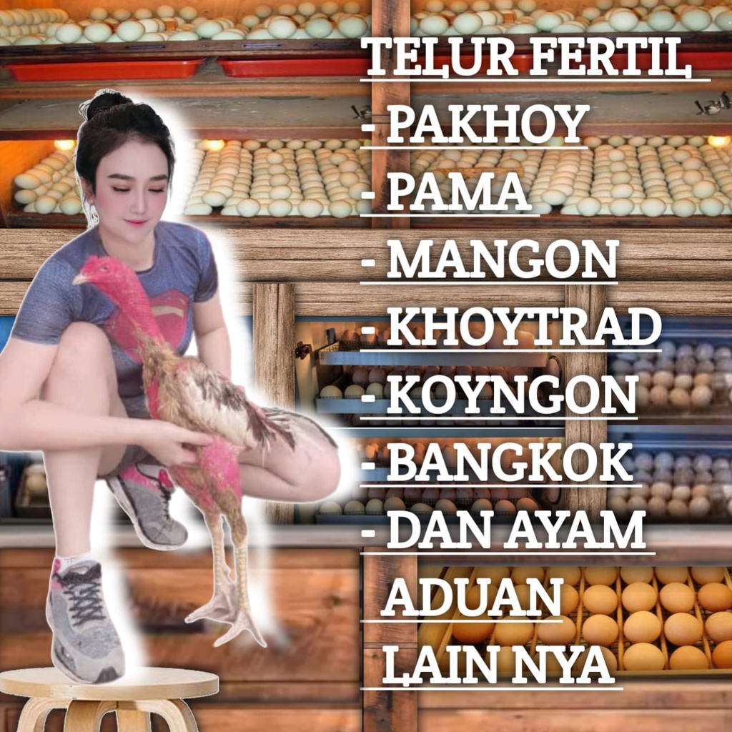 telur fertil ayam bangkok shamo pakhoy ganoi pama mangon koytrad koyngon ekor lidi aduan asli