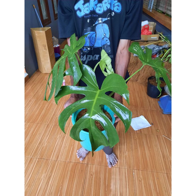 TANAMAN MONSTERA KING/DAUN BESAR REALPICT