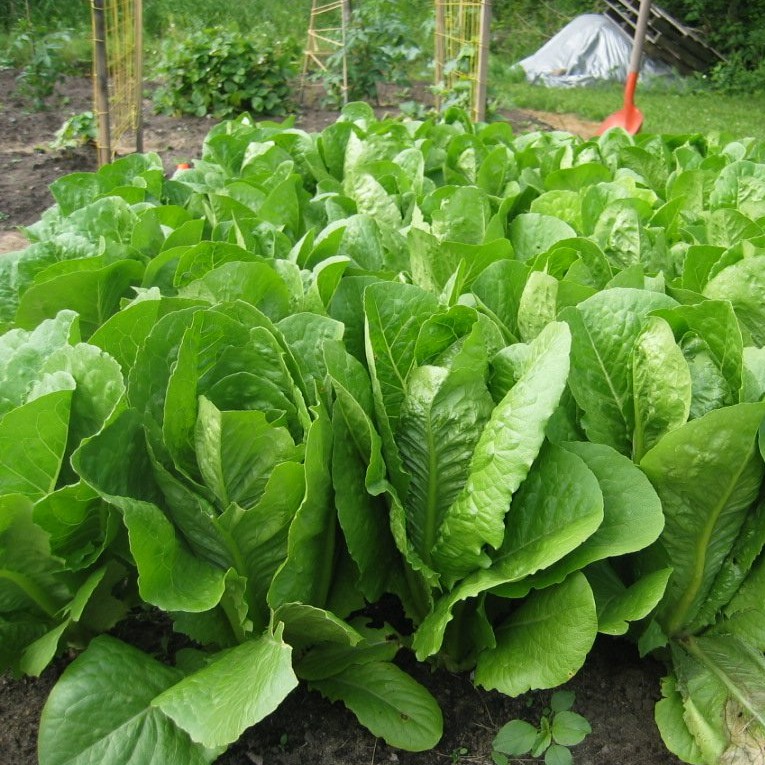 100 Bibit Selada Romaine Hijau Benih Sayuran Selada Lettuce Green Romaine Sayur Known You Seed