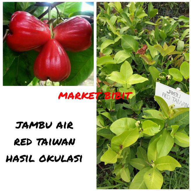 

bibit jambu air red taiwan