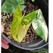 Syngonium Varigata Yellow