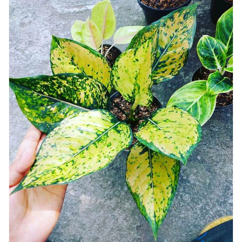 AGLONEMA RUBY ORANGE