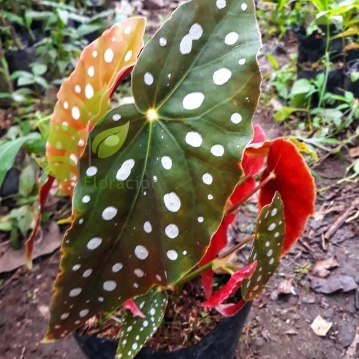 pusat tanaman hias begonia polkadot