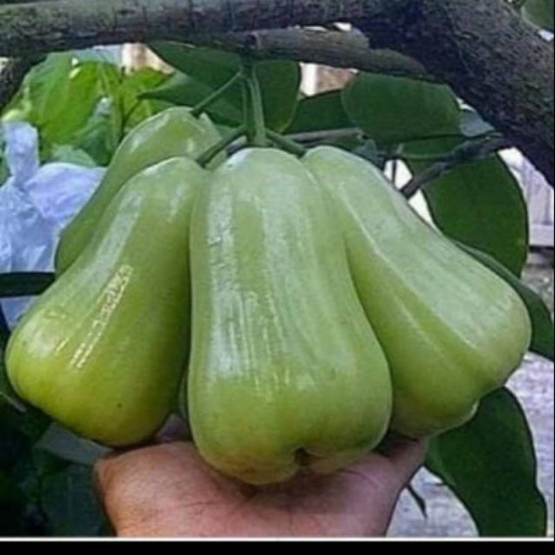 BIBIT TANAMAN BUAH JAMBU AIR MADU DELi merah cangkok