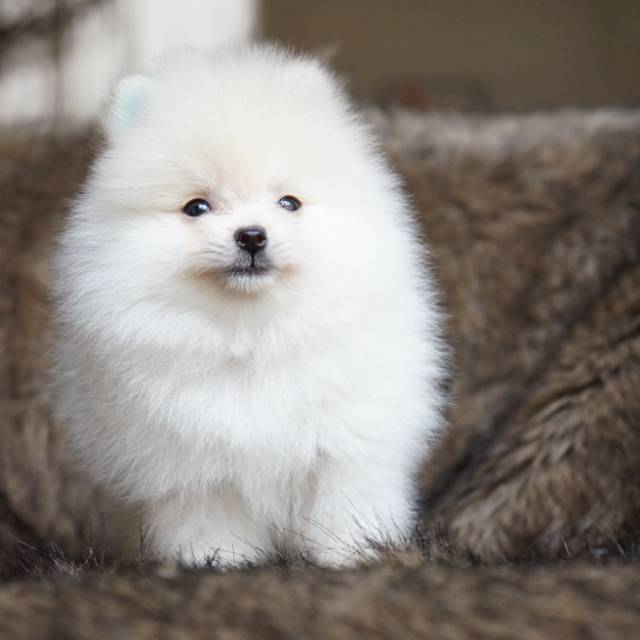 Boneka pomeranian white with voice recording SPECIAL PRICE LEBARAN