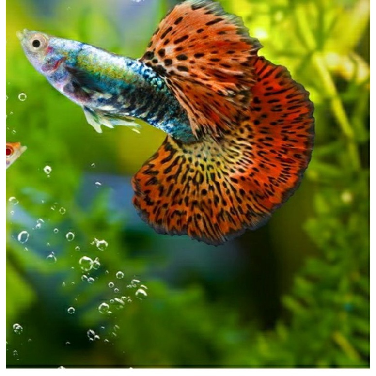 Ikan Guppy Platinum  Cobra Mozaik Big Ear Dewasa