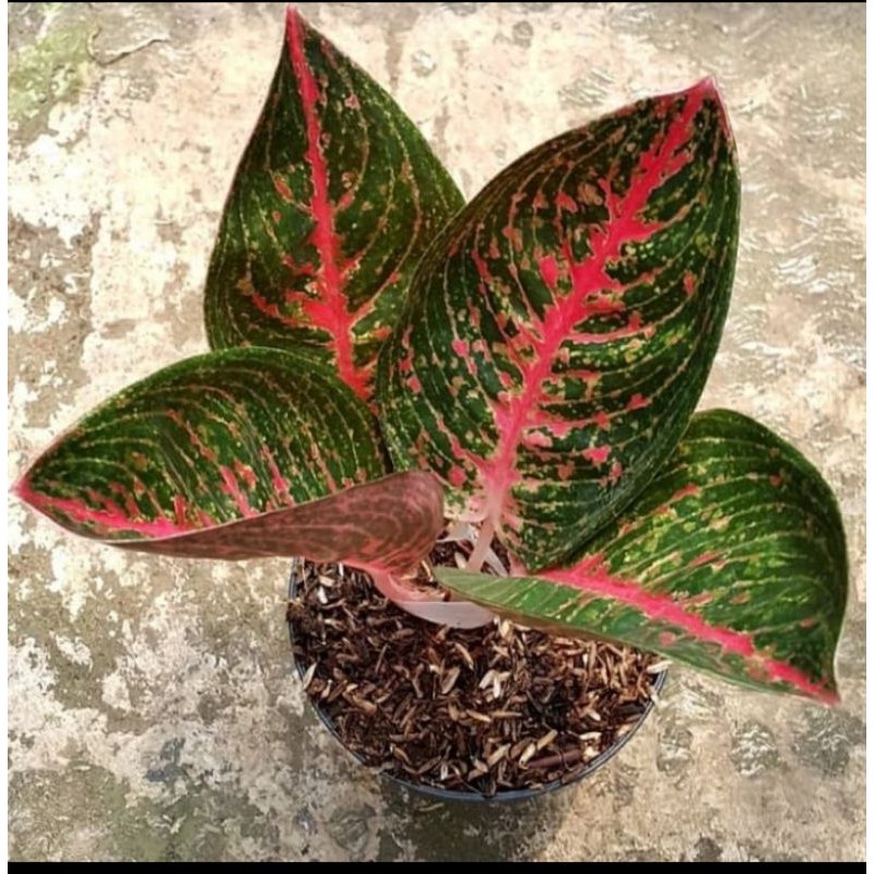 Tanaman hias Aglonema Red Adelia - Aglonema Adelia