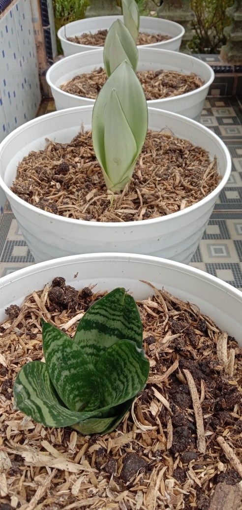 Sanseviera Moon Shine Lidah Mertua Mousen Tanaman Indoor - Nabata