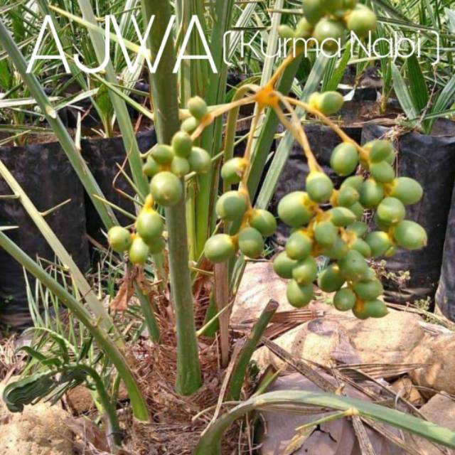 Bibit Pohon Kurma Tropis Ajwa Aliya