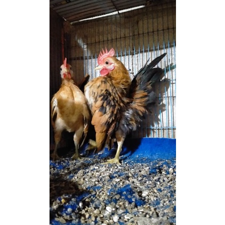 Serama - Ayam Serama Remaja .