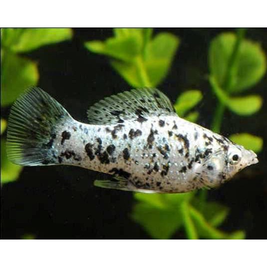 Ikan Molly Marble - Ikan Hias Aquarium Aquascape | Pakan Predator