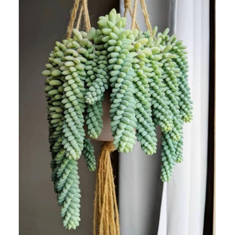 Sukulen Sedum Burrito Donkey Tail