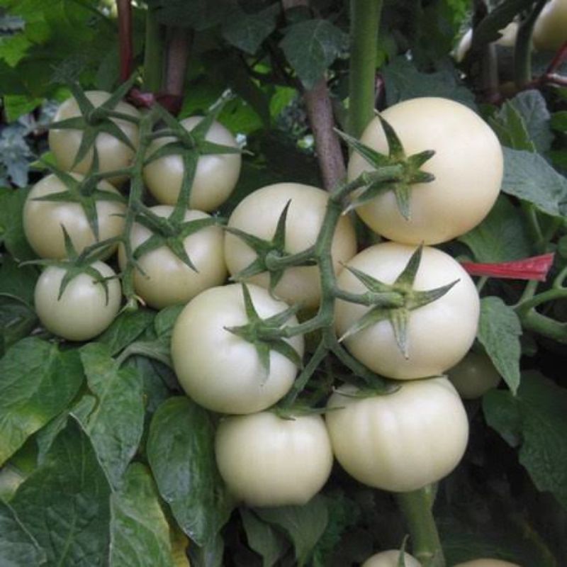 Benih Bibit Tomat Putih Tomato Great White