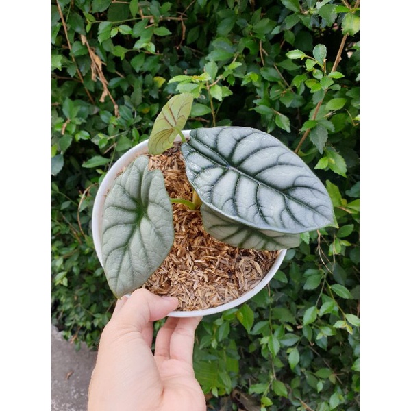 Alocasia silver dragon alocasia dragon silver alokasia tengkorak silver - BAKUL KEMBANG