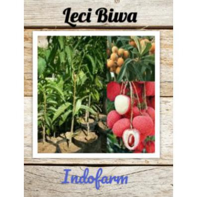 Tanaman Bibit Buah Leci Biwa