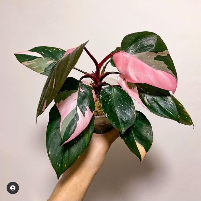 Tanaman Hias philodendron pink princess bibit bonggol
