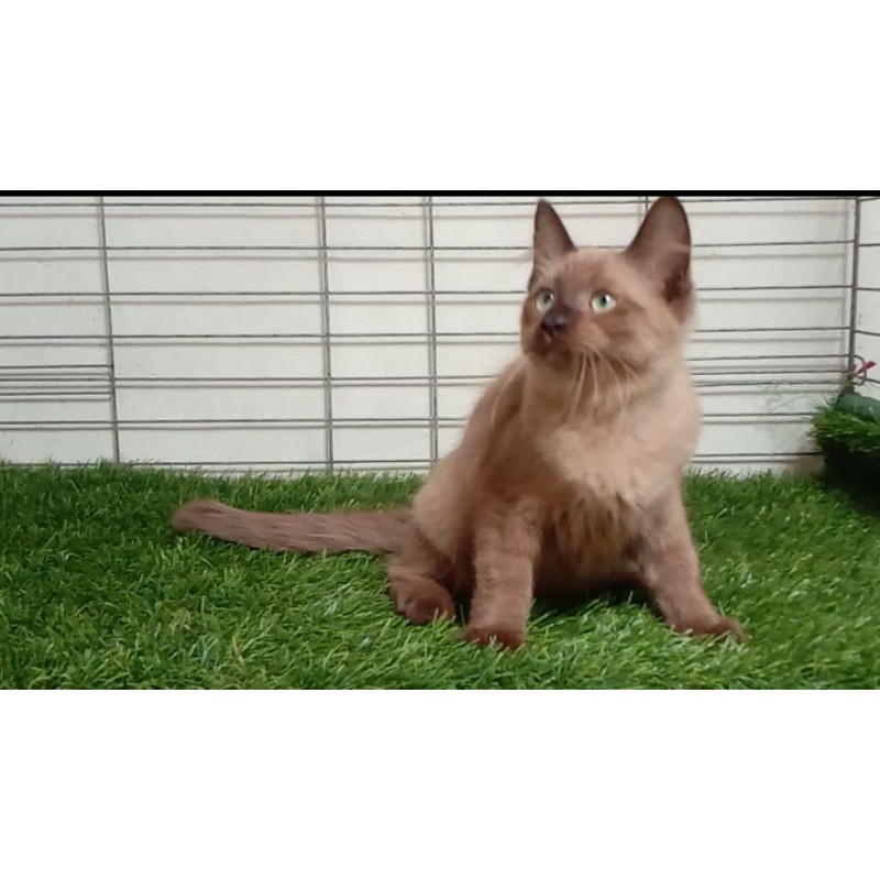 KUCING HIMALAYA COKLAT