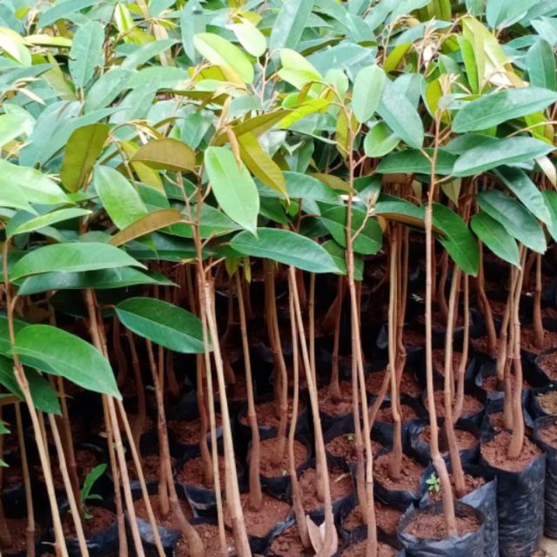 bibit durian tembaga emas  terlaris